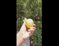 Lemon fruit weird shape growth on side