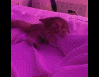 Brown cat bites white blanket pink lighting 