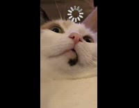 Calico Cat Stays Still and Stares on Couch 