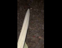 Man tugging towel from hedgehog 