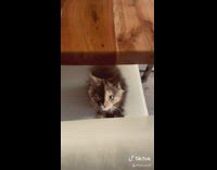 Kitten with half black half brown face 