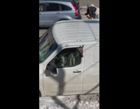 Dog looks out white van open window 