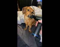 Brown dachshund dog likes piston massager bed