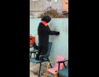 Collab BitchMP - Dogs looking over the fence at each other