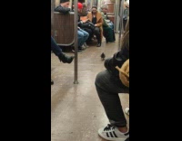 Pigeon walks in the middle of subway