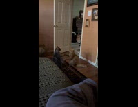 Collab Clips MPUGC - Two cats fighting paws on floor