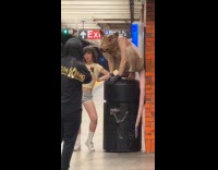 Rat man costume squat on trash can