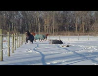 Horses playing around in snow on the floor