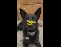 Dog balancing a fidget spinner on nose