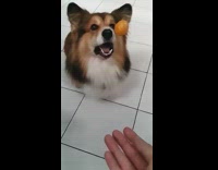 Corgi dog catches tangerine orange in mouth