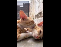 Collab PLC - Cat Gives Partner Cat Licks on Cheeks