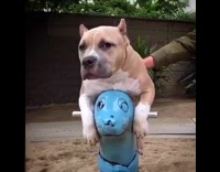 Brown pitbull rides blue seal spring rider on playground