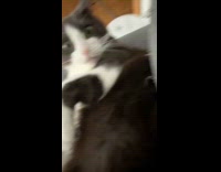 Cat stares at hooman tickling paw