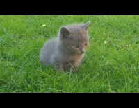 Newborn grey kitten sits grass white flowers 