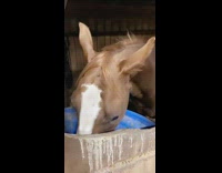 Brown horse freezes while eating doesnt move 