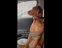 Man Pushes Button then Dog Shakes and Look