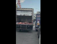 Guy in White Gear Unloads Meat from Cargo Truck 
