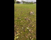 Dogs fighting over a stick