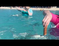Girl in beach water feed fish with hotdog