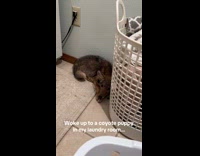 Baby coyote in laundry room