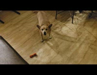 Brown dog growl excited with bone toy