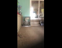 Dog gets out bites crate to open