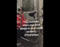 man in black holds yellow bird and it poops in hand