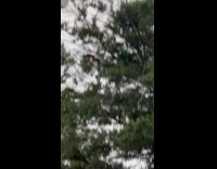 Rare eagle sighting spotted flying from tree