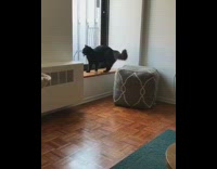 catch fetching toy multiple times 