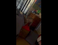 Dog weird fur circles in the bed