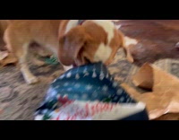 Dog opens present and plays with ball