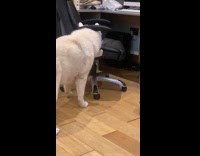 White dog got head stuck on chair