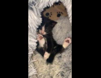 Collab DailyDoseOfInternet - Black white kitten hold and suck toes