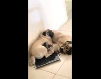 Collab PLC - Three pugs cuddle lay together on floor