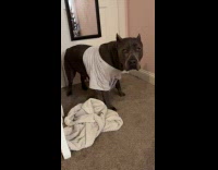 Dog with white shirt pee inside house