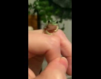 Small green frog on owners hand 
