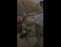 Cat love back scratches stretch out paws