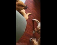 Two dogs play bite inside the house