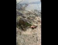 Bullfrog grab and swallow worm slow motion