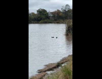 Guy feed bread to ducks ignore sign