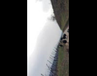 Guy run and gets chased by goats