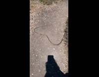 Snake tries to escape from alligator lizard