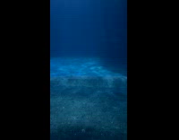 Adorable seastar on aquarium glass 