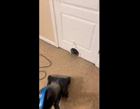 Dog tries to bite vacuum 