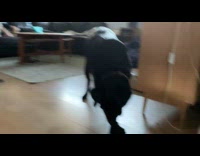 Dog ignores woman tries to go outside