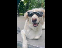 Sunglasses of dog goes up after bark