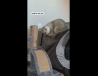 Grey white kitten cat pop up tent 