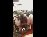 Pug black white dog play fight bed