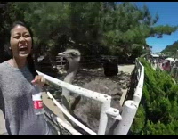 Girl take selfie peck attack ears ostrich