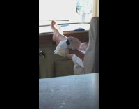 Parrot bird sit on palm of woman